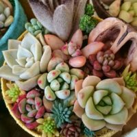多肉植物の寄せ植えに挑戦!方法とコツは?の画像