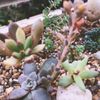 ロゼット状に広がる葉が可愛い！エケベリアの寄せ植えの画像