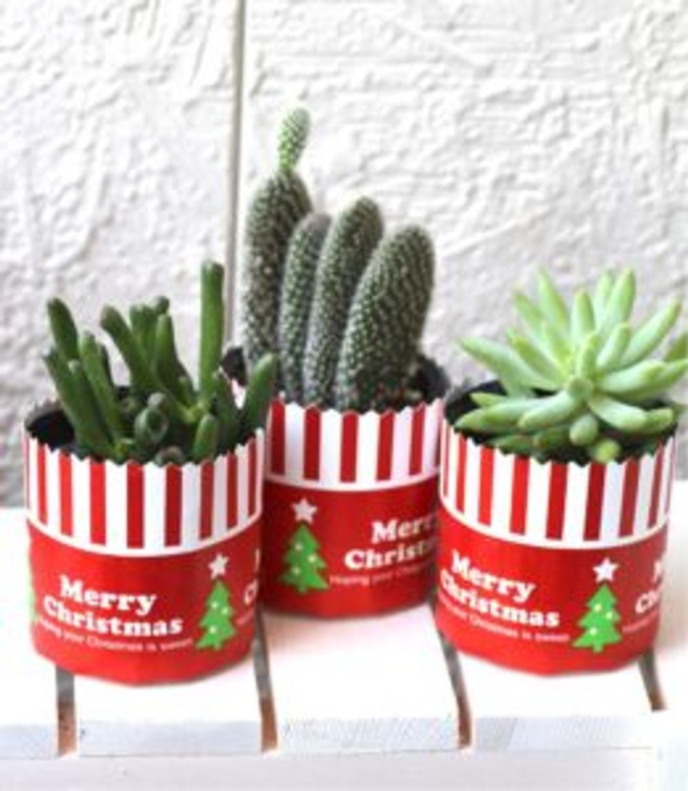 Photo by kurageさん