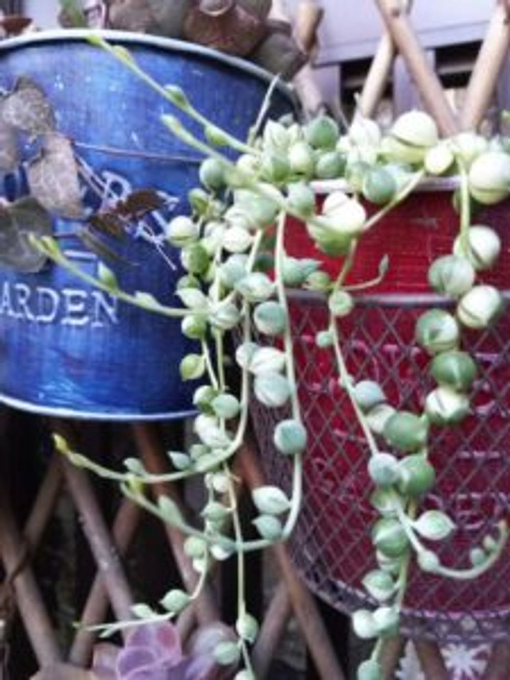 Photo by さゆりんさん