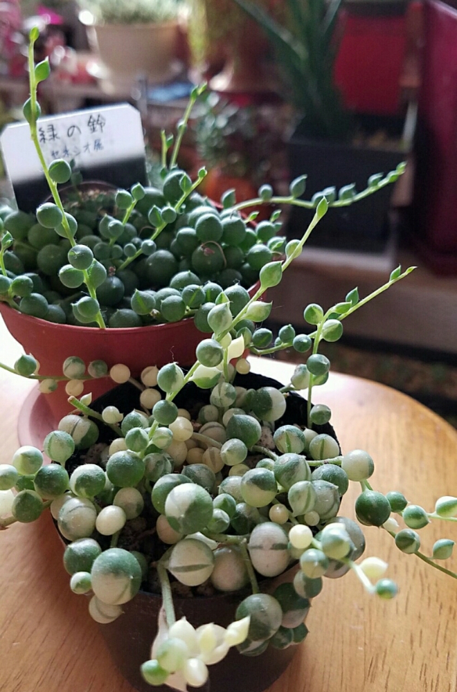 ワンランク上の多肉植物を育てる！上級者向けグリーンネックレス