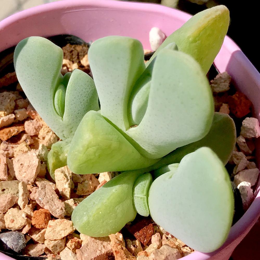 人気の多肉植物、コノフィツムって知ってる？｜🍀GreenSnap（グリーン