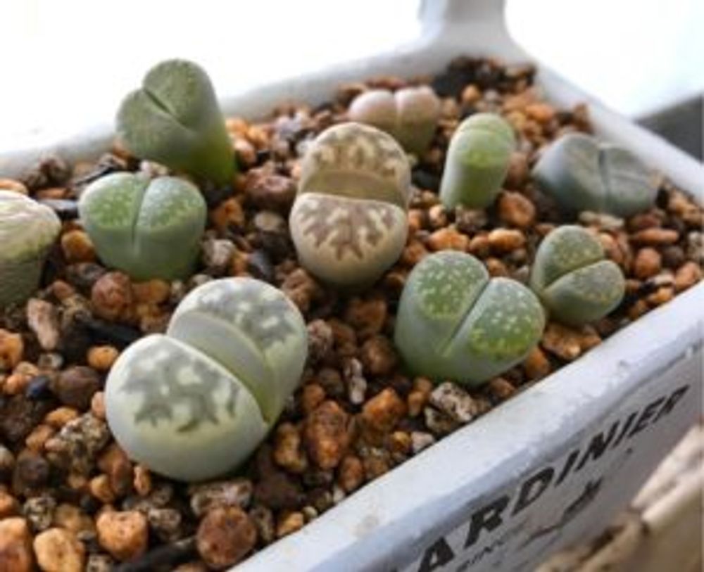 Photo by ハニママさん