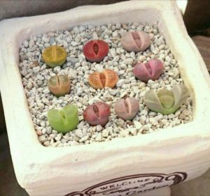 特異な姿が特徴的なリトープスの種を販売しているお店をご紹介