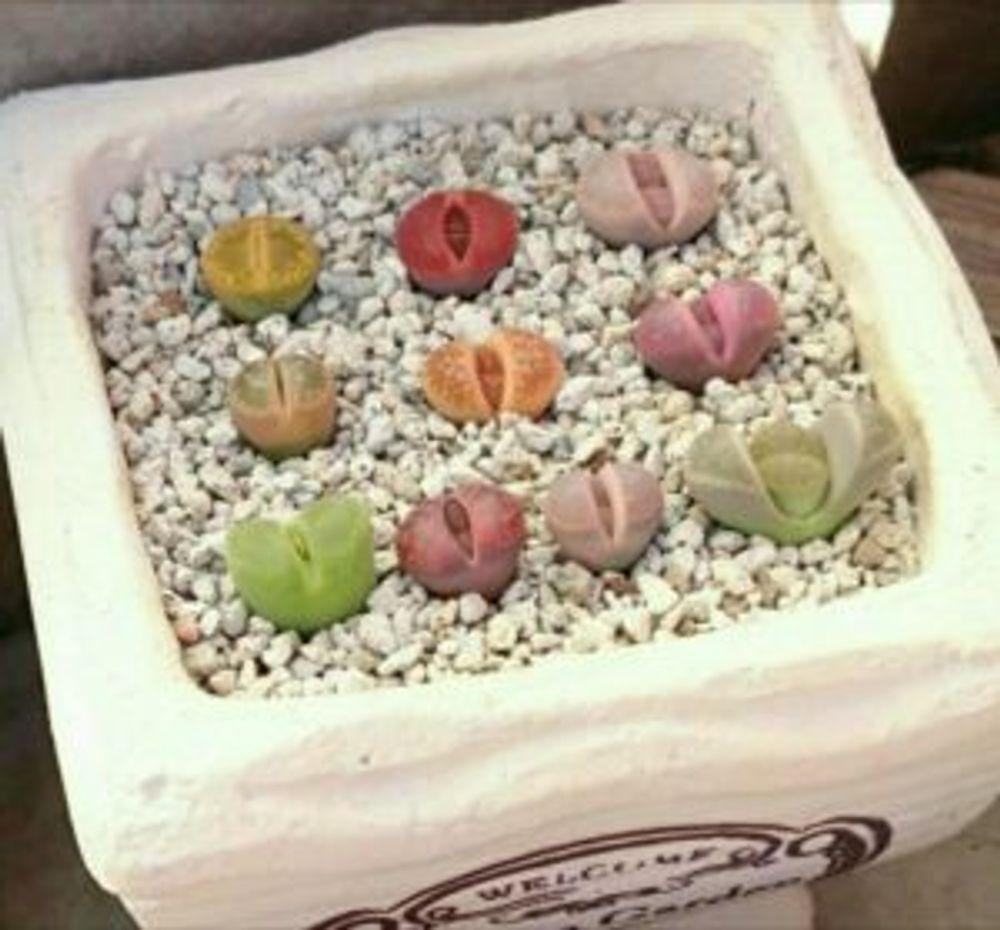 Photo by みおさん