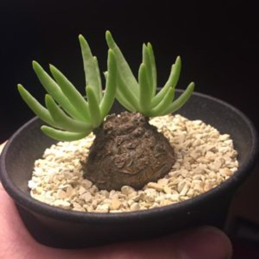 Photo by kenpi.999さん