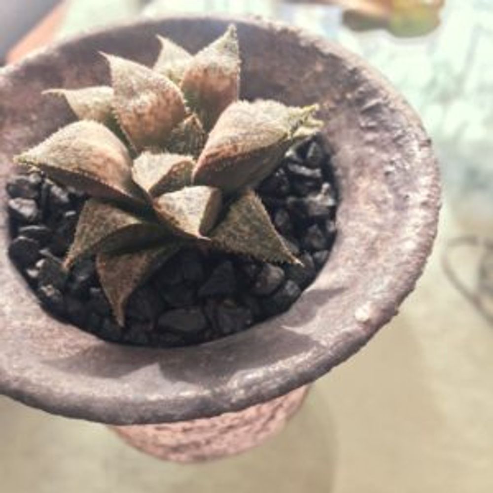 Photo by kenpi.999さん