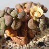 個性的な見た目が面白い「リトープス」の寄せ植えをしてみよう!の画像