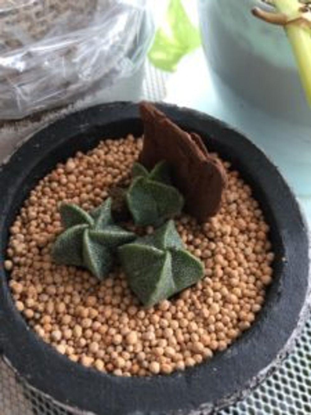 Photo by ふわふわさん