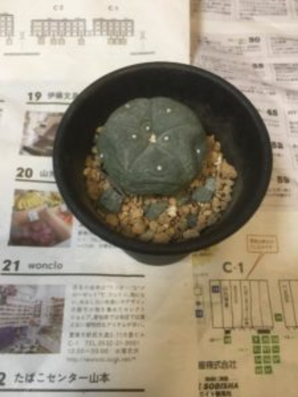 Photo by 辛子種シュウさん