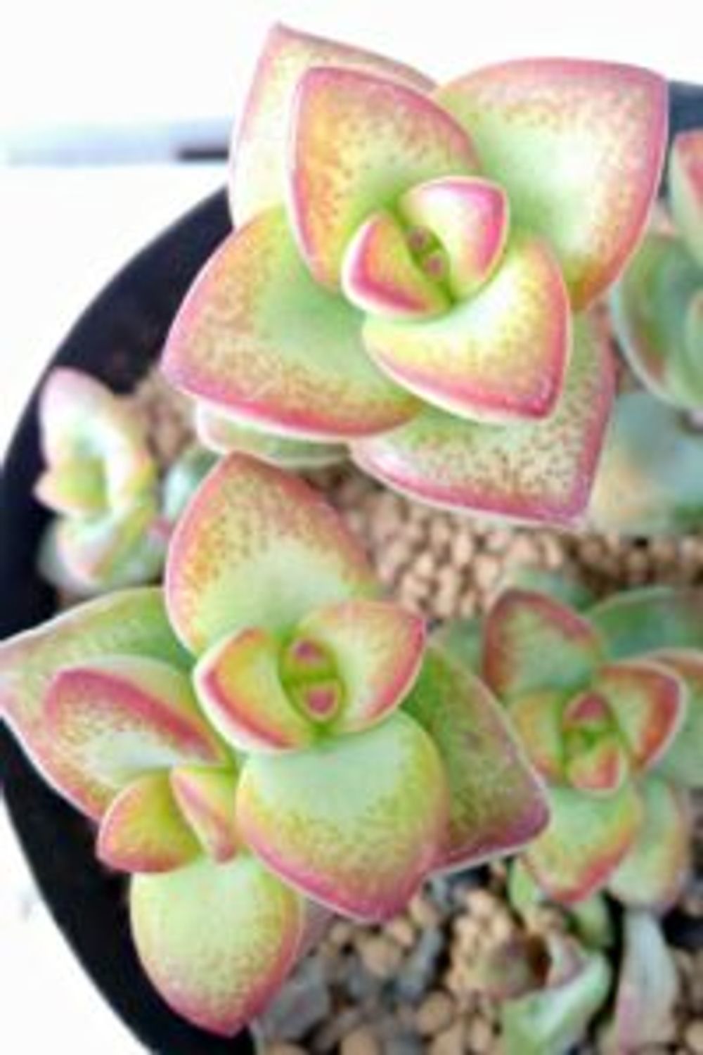 Photo by 肉の爪さん