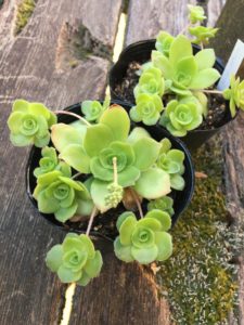 多肉植物クラッスラの正しい増やし方をご紹介 Greensnap グリーンスナップ