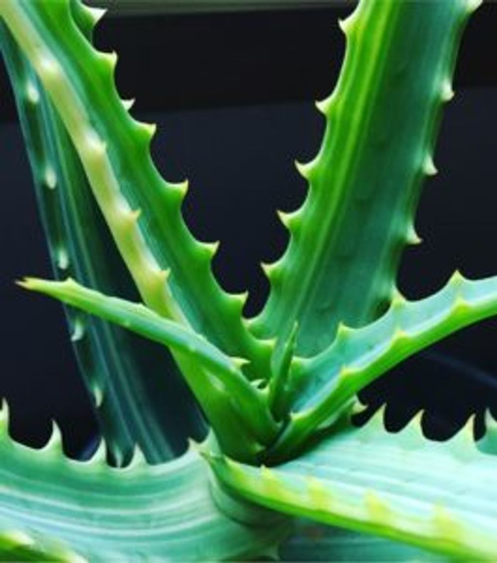 Photo by natunanaさん