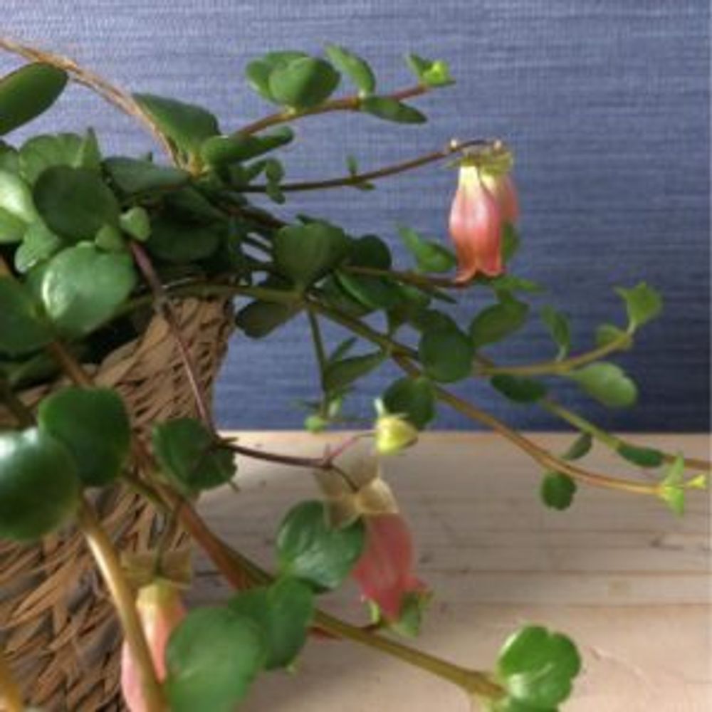 Photo by *＊ya＊*さん