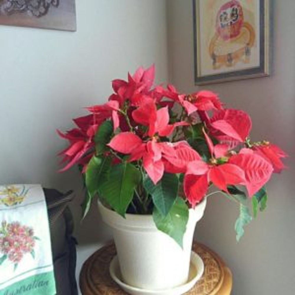 Photo by fresh -sumireさん