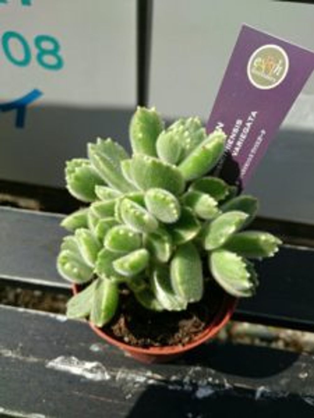 Photo by きくみんさん