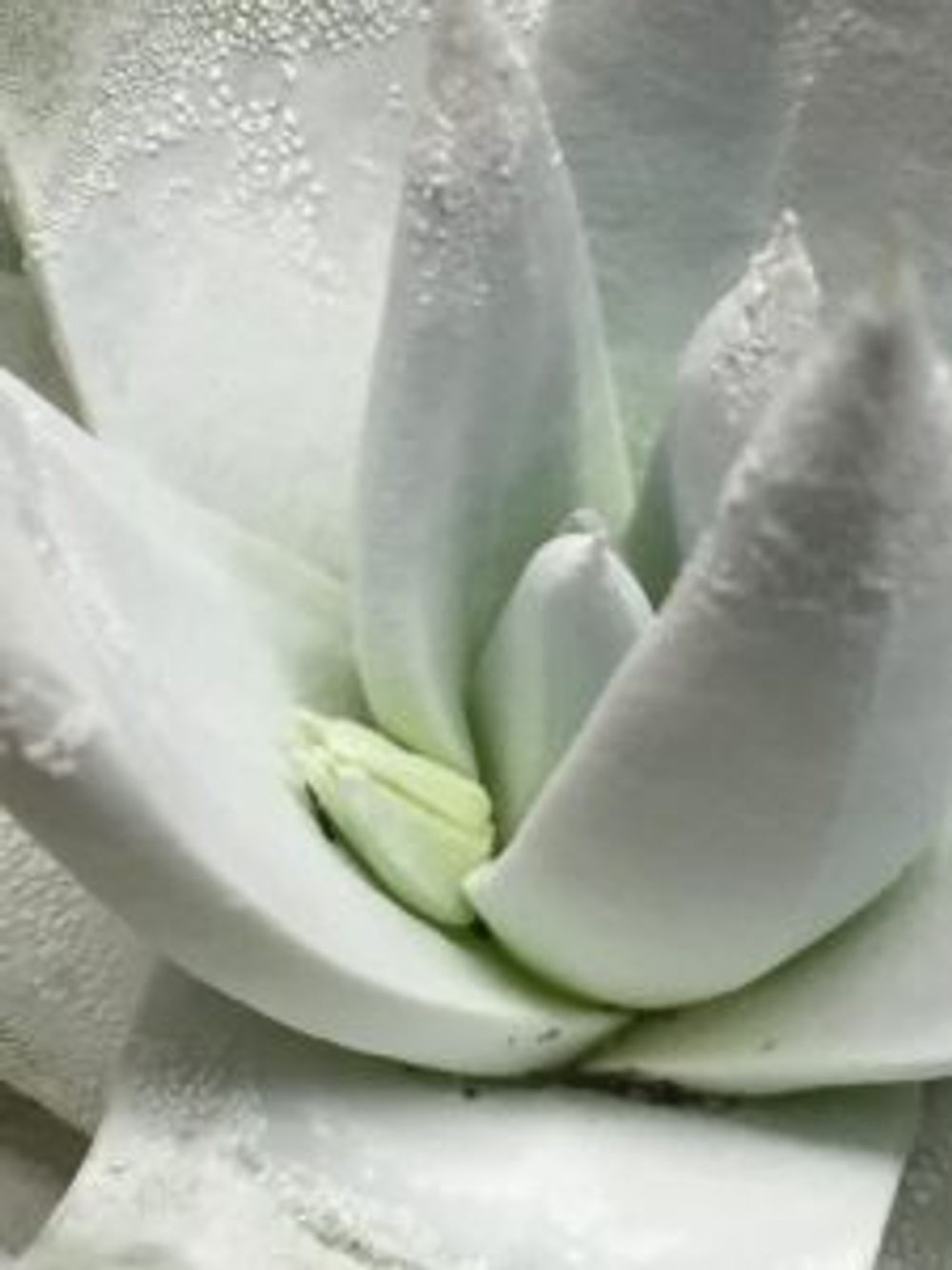 Photo by 植物置き切れなくなる5秒前さん