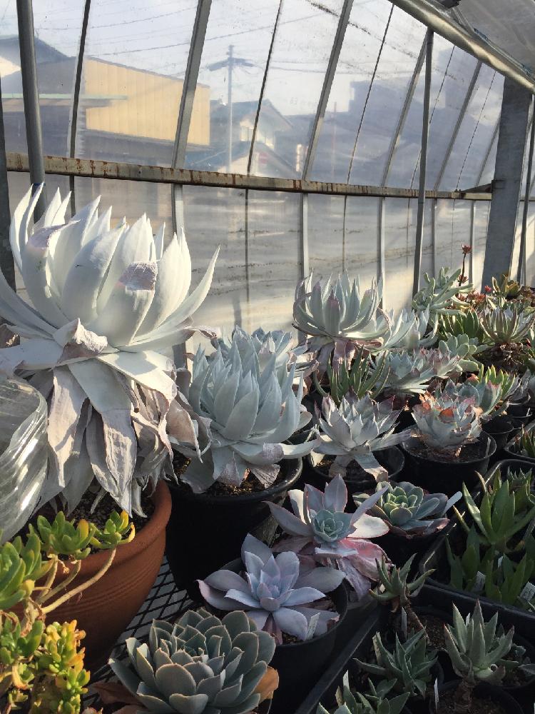 純白の多肉植物、ダドレア属の仙女盃の育て方｜🍀GreenSnap（グリーン