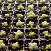 多肉植物をカットして増やしてみよう！の画像