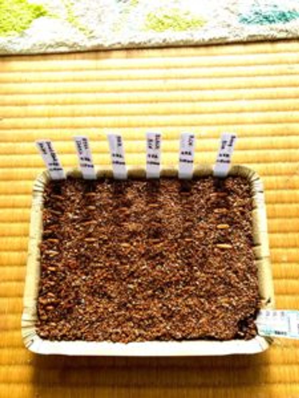 Photo by ケイちゃんさん