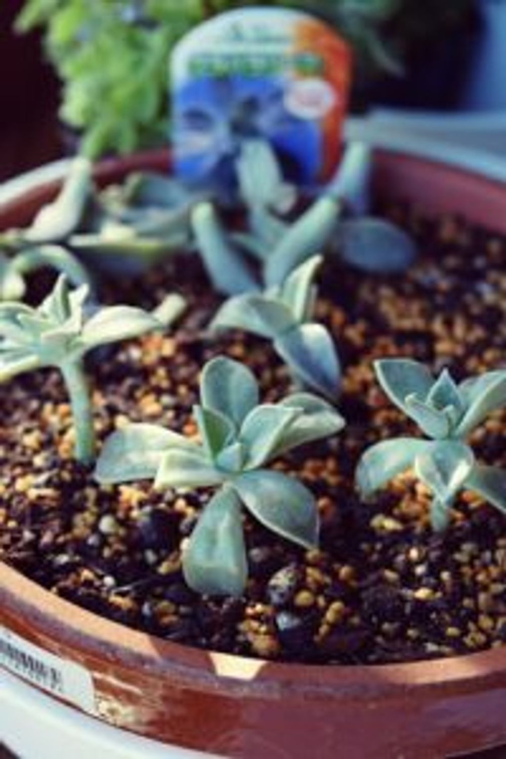 Photo by 華緑苑HanaRyokuenさん