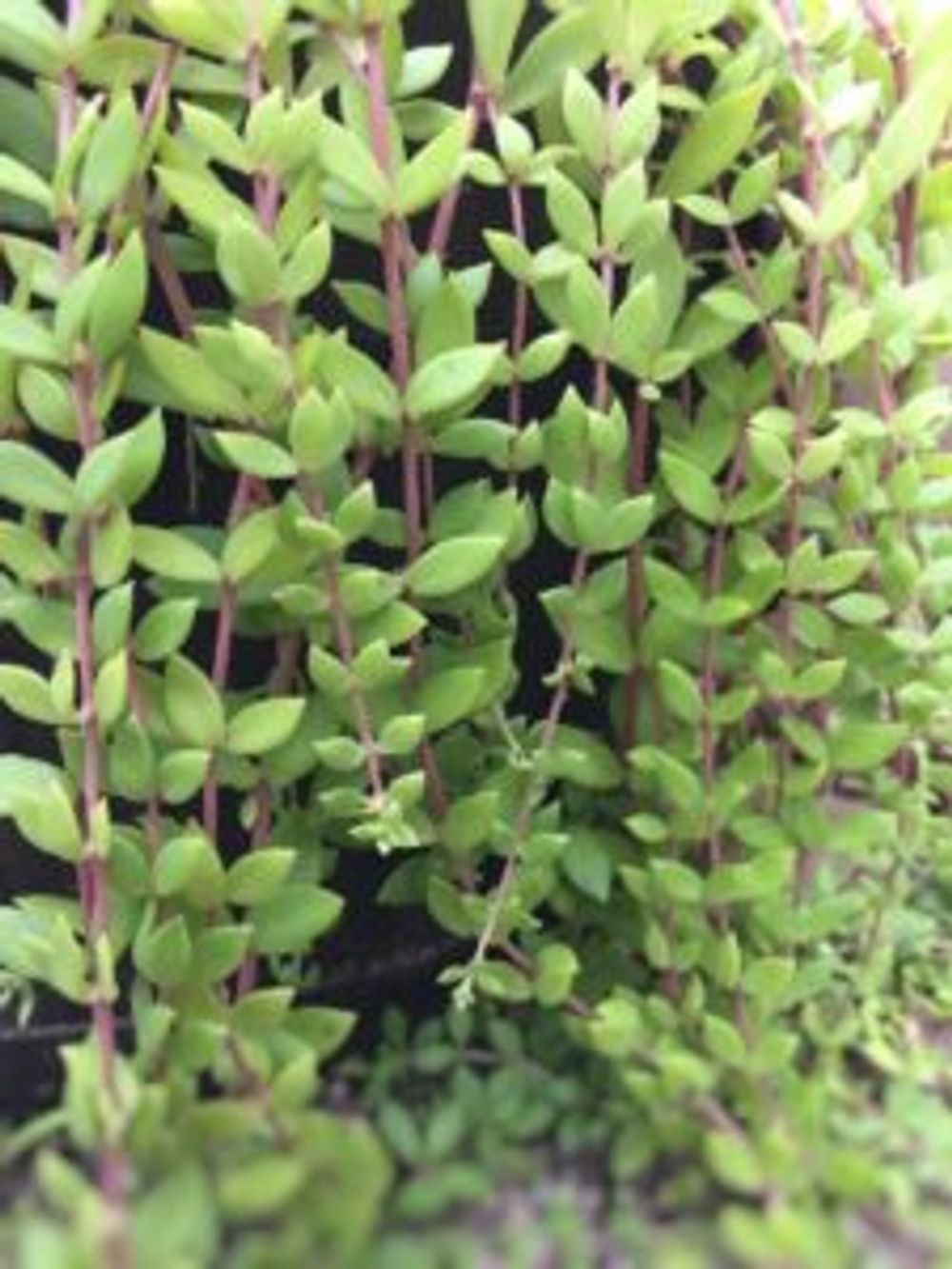 Photo by magumiさん