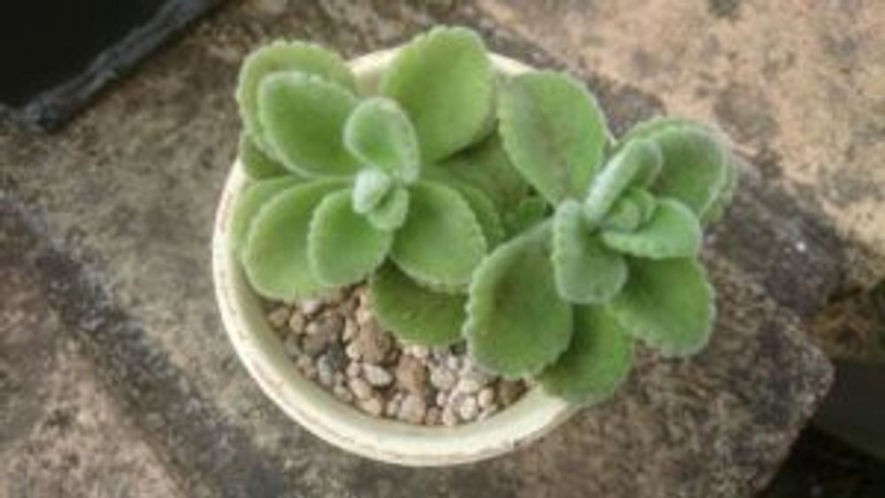 Photo by がんこさん