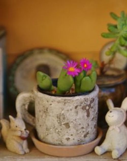 多肉植物を花芽から増やす 挿し木に活用する方法は Greensnap グリーンスナップ