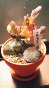 多肉植物を花芽から増やす！挿し木に活用する方法は？｜🍀GreenSnap