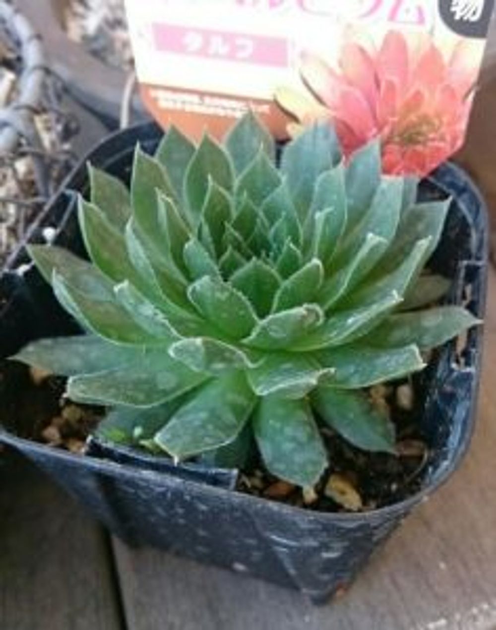 Photo by miariさん