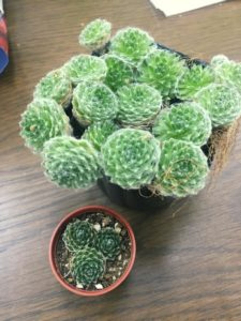 Photo by あんなさん