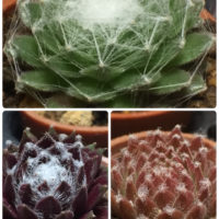 多肉植物の世界〜種類豊富なセンペルビウム〜の画像