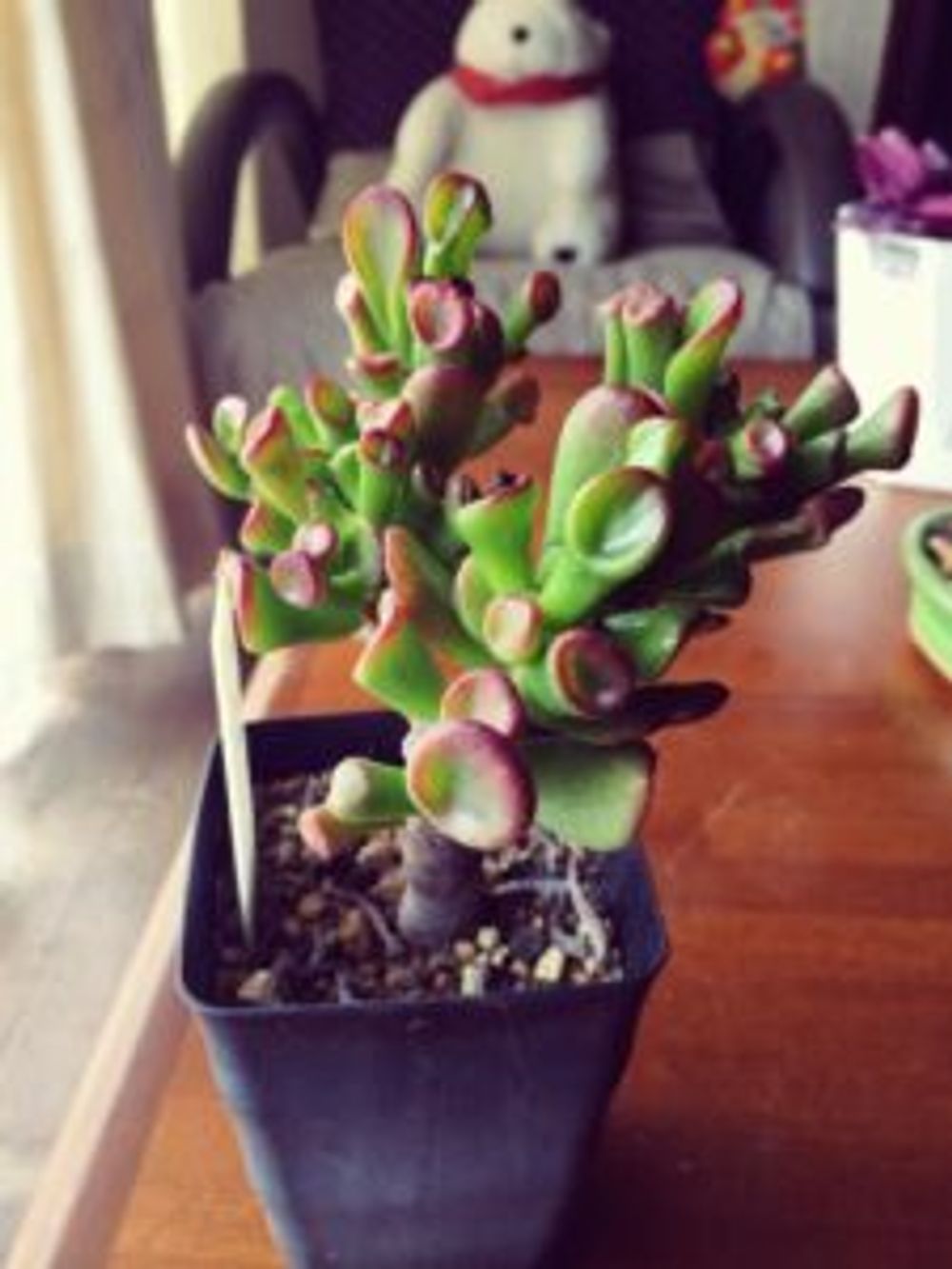 Photo by がんぼさん