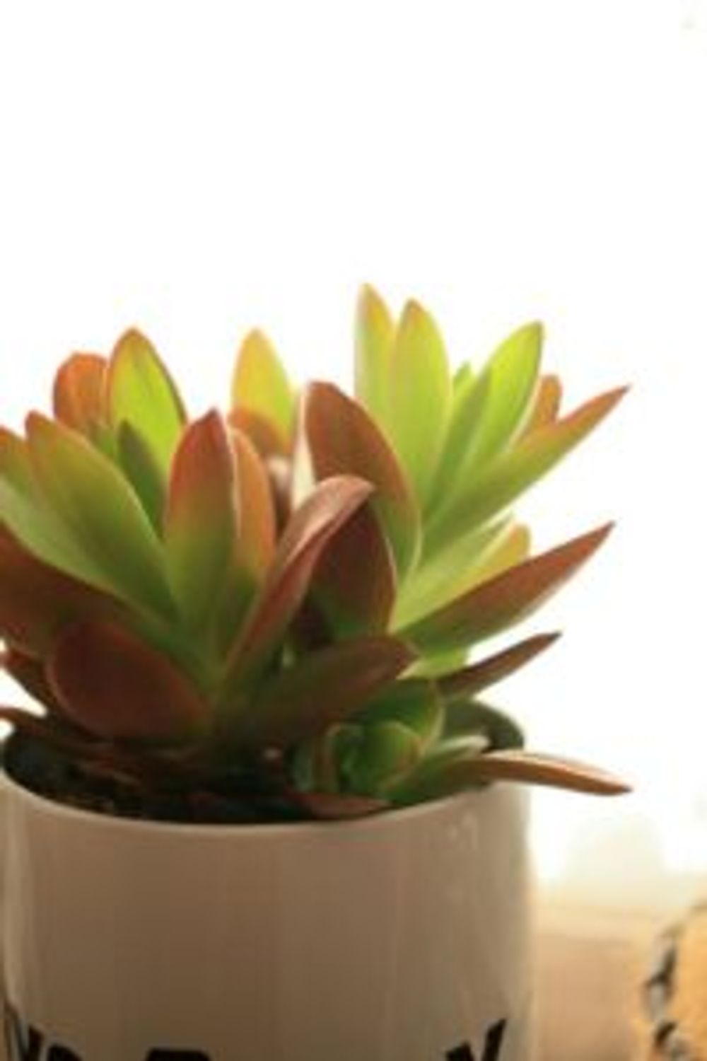 Photo by てん。さん