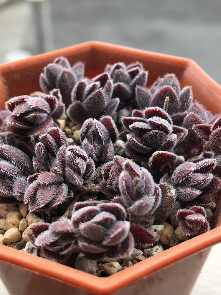 可愛い多肉植物 人気のベンケイソウ科5選 Greensnap グリーンスナップ