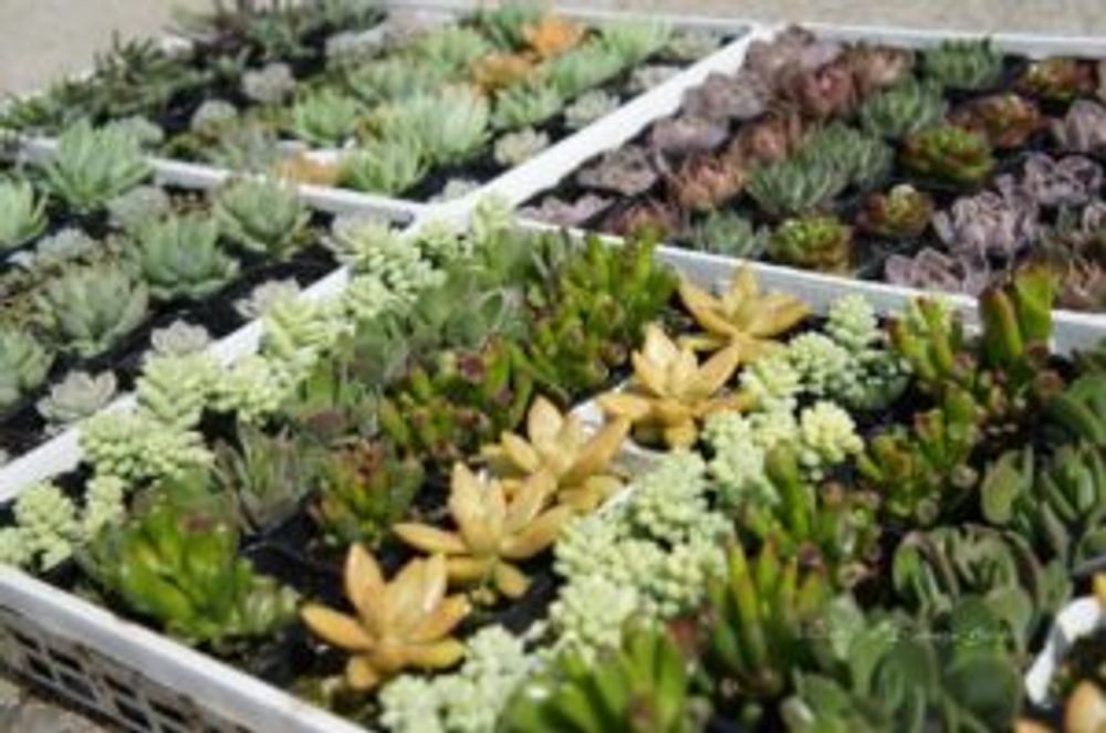 Photo by リリマヤ（LiliumayaGarden)さん