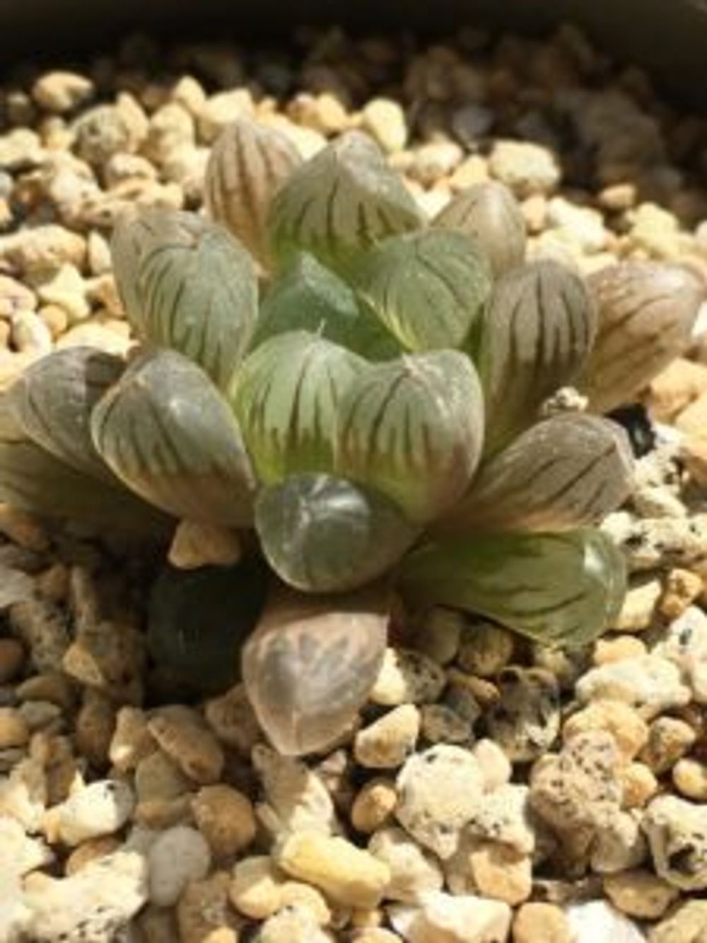 Photo by 辛子さん