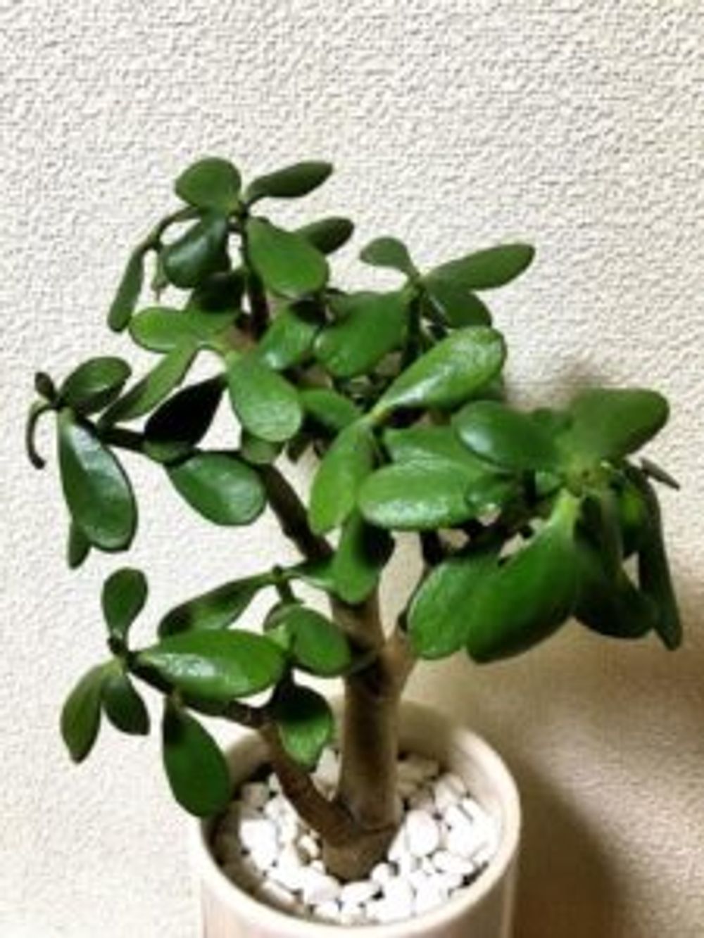 Photo by ゆうゆう@食虫植物愛好家さん