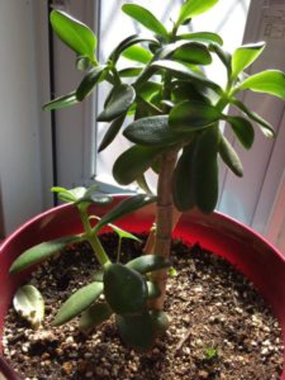 Photo by 春ちぃさん