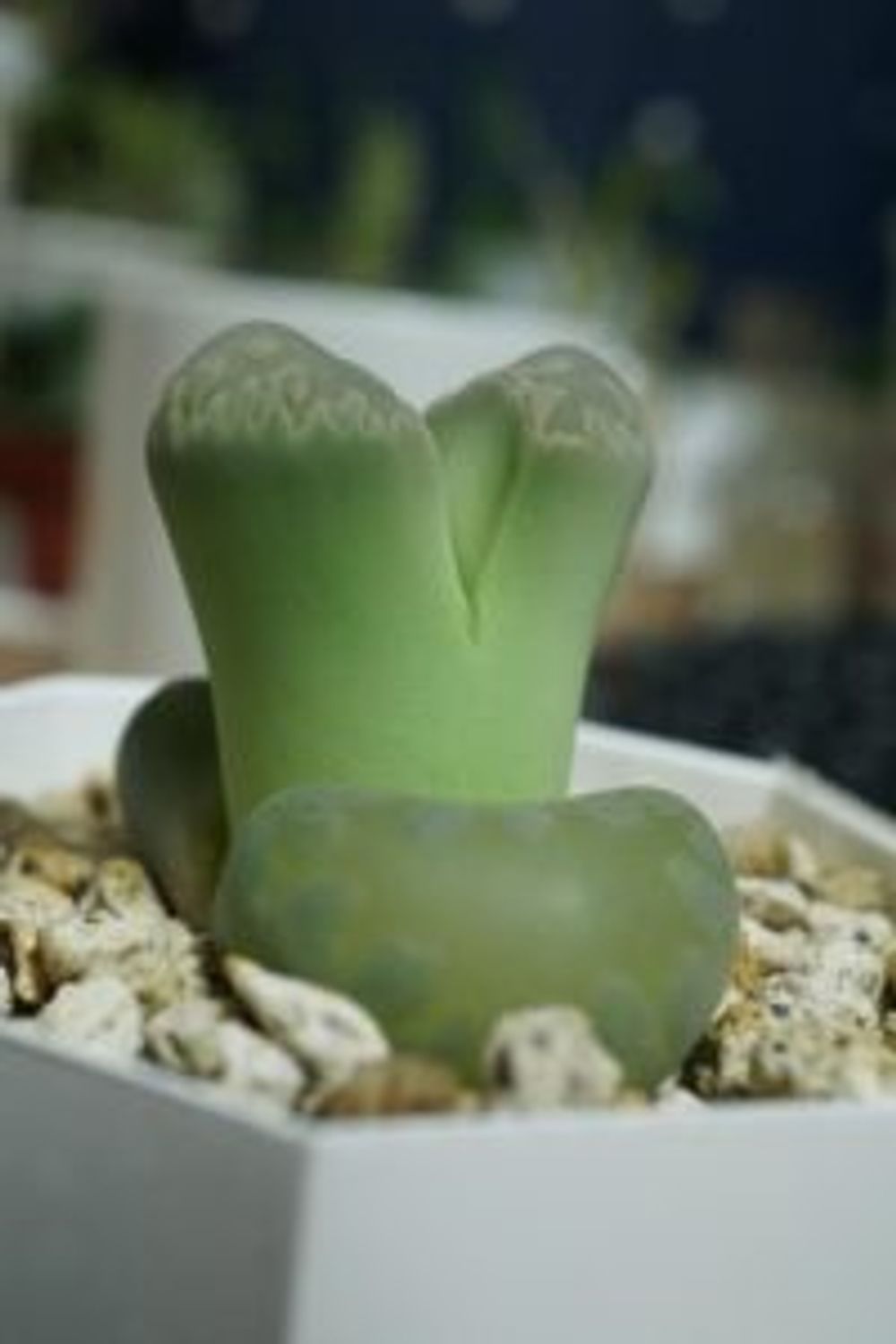 Photo by Eba_Natureさん