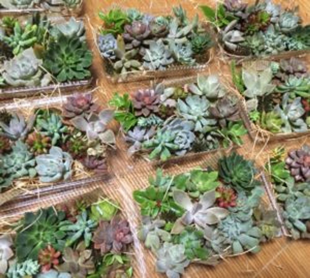 Photo by リリマヤ（LiliumayaGarden）さん