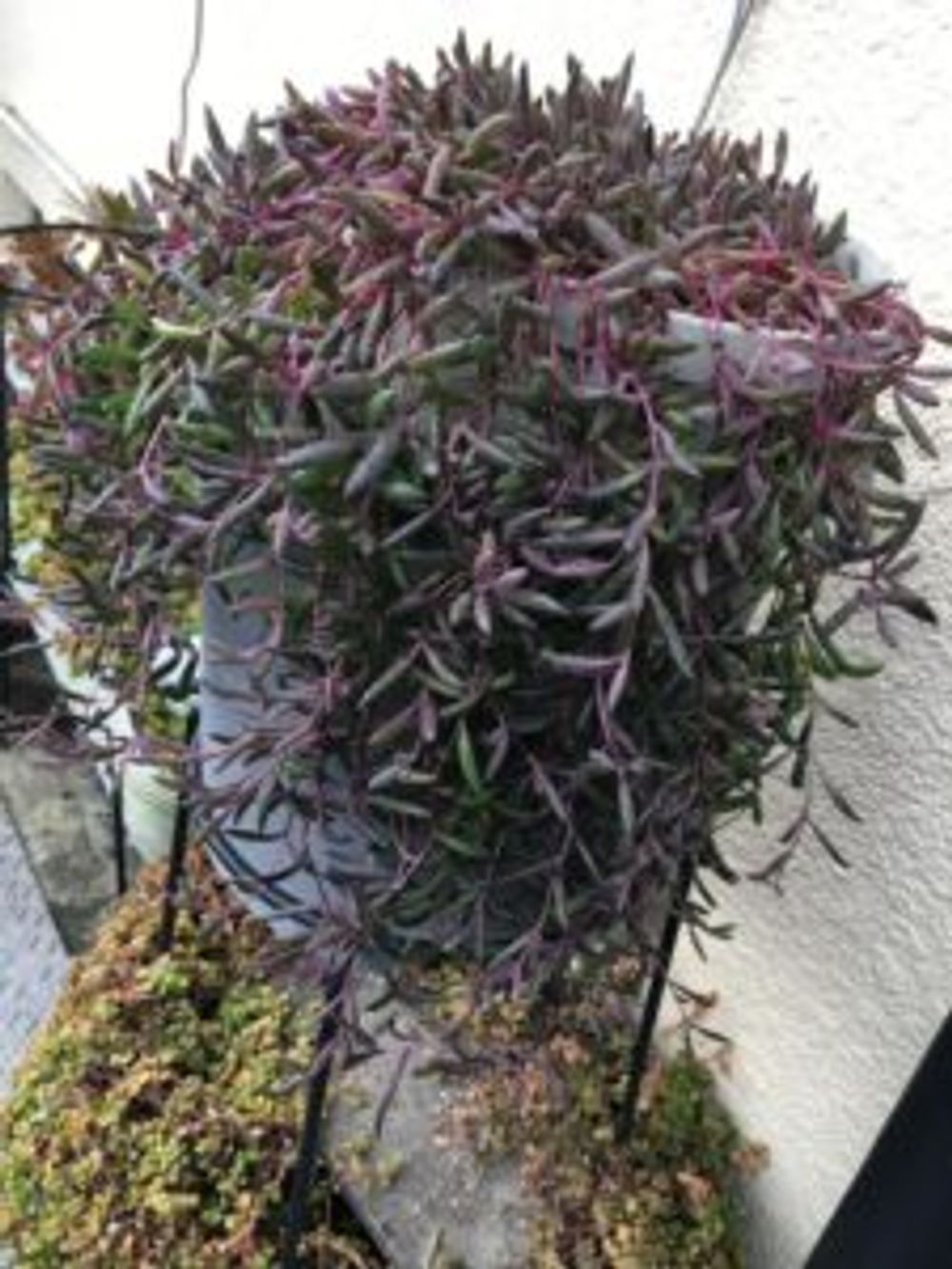 Photo by メグさん