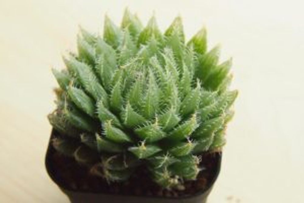 Photo by おはるはるさん