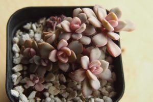 紫色系の多肉植物についてご紹介！｜🍀GreenSnap（グリーンスナップ）