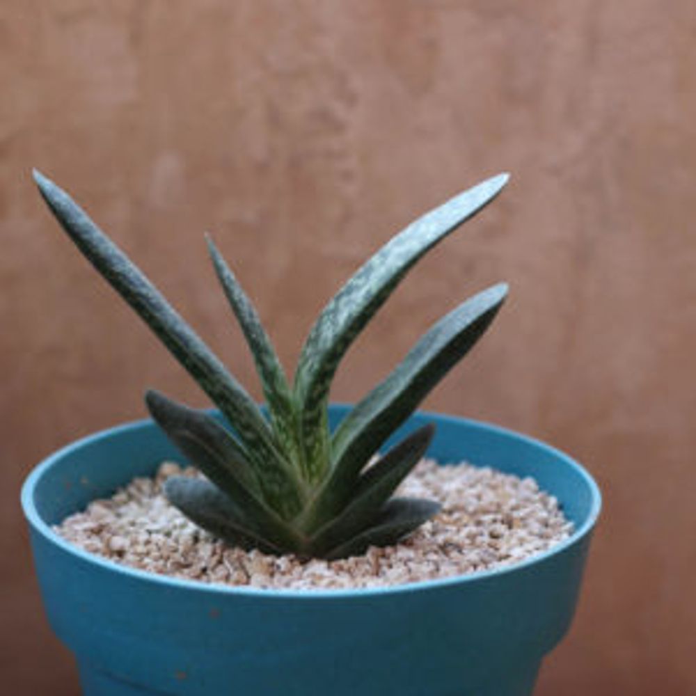 Photo by yumigekkoさん