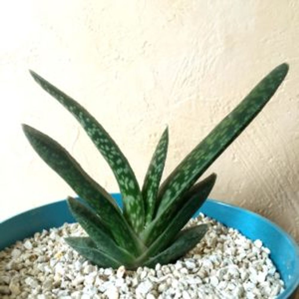 Photo by yumigekkoさん