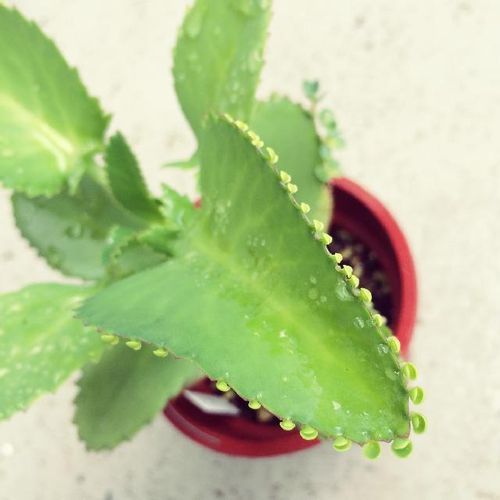 日陰に強い多肉植物2種を紹介 Greensnap グリーンスナップ