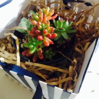 多肉植物でギフトラッピングを贈ろう!の画像