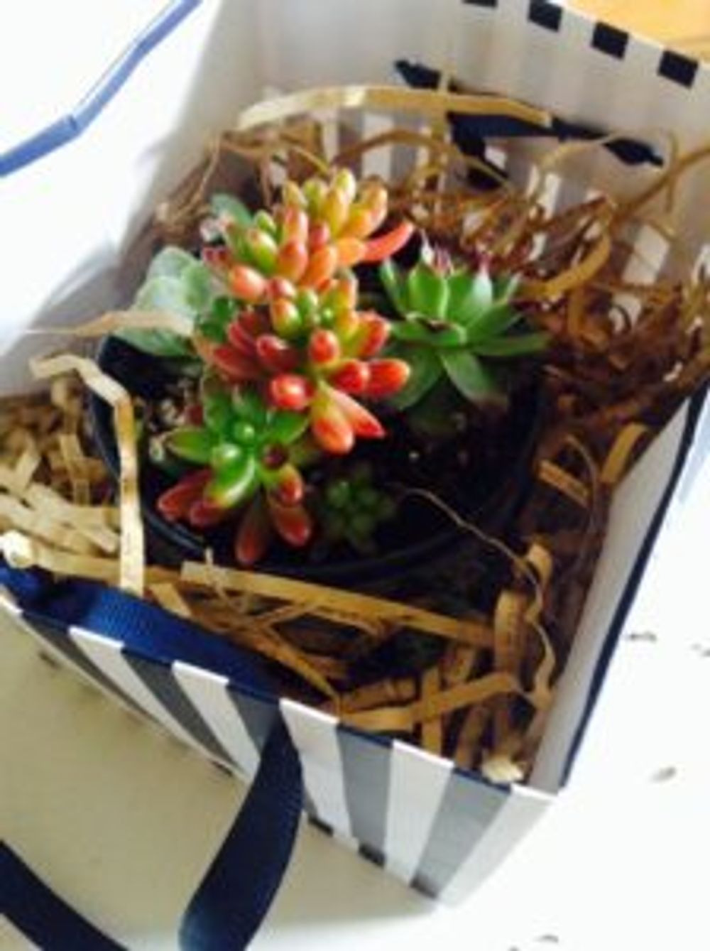 Photo by みりあむさん