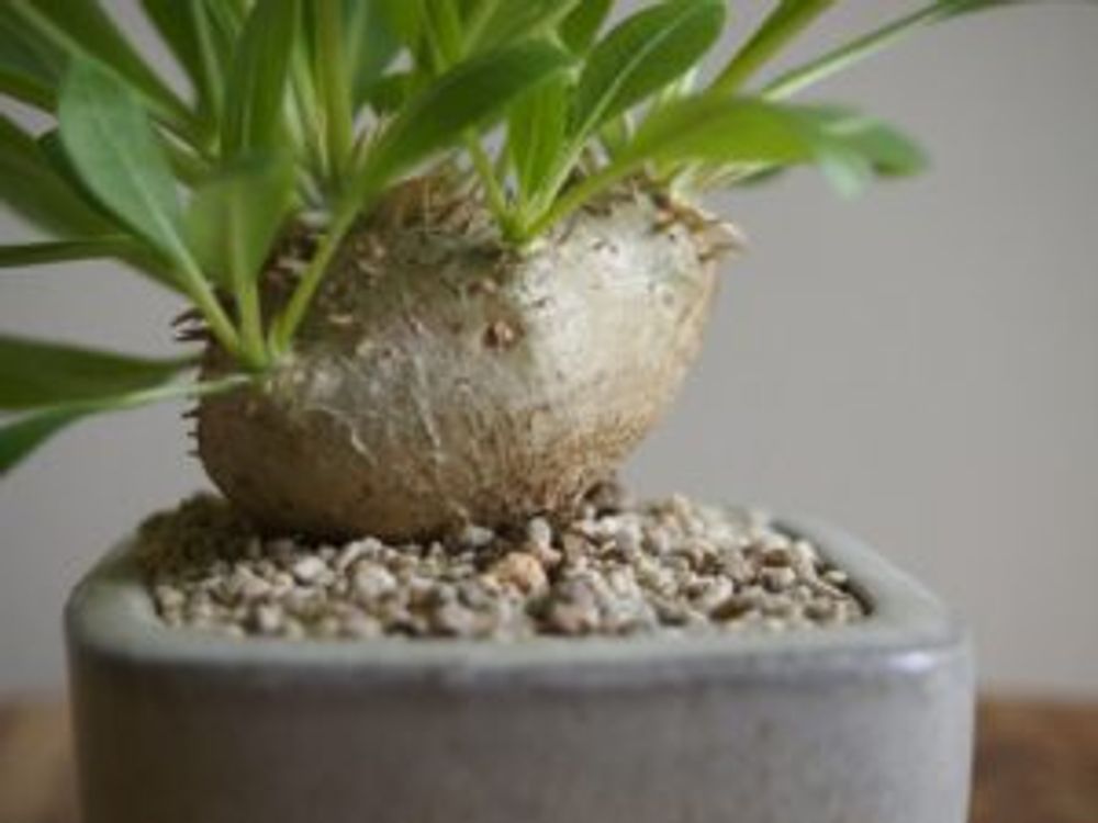 Photo by Unfloatさん